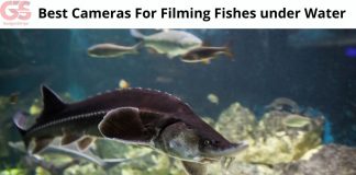 10 Best Underwater Fishing Cameras For 2021 – 2022 Underwater Fishing Cameras