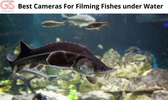 Underwater Fishing Cameras